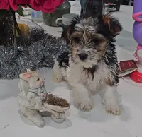 Theo-Toy Yorkie , a male Yorkshire Terrier for sale in Ocala, FL – Photo 9 of 10