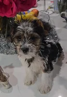 Theo-Toy Yorkie , a male Yorkshire Terrier for sale in Ocala, FL – Photo 5 of 10