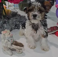 Theo-Toy Yorkie , a male Yorkshire Terrier for sale in Ocala, FL – Photo 8 of 10