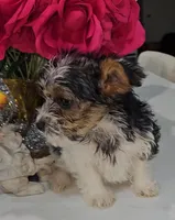 Theo-Toy Yorkie , a male Yorkshire Terrier for sale in Ocala, FL – Photo 10 of 10