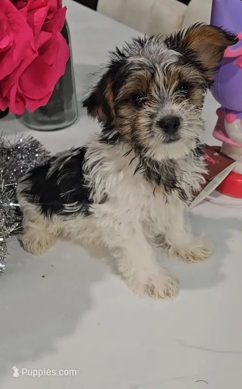 Theo-Toy Morkie  – Yorkshire Terrier, Morkie puppy for sale in Ocala, FL