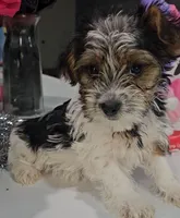 Theo-Toy Yorkie , a male Yorkshire Terrier for sale in Ocala, FL – Photo 2 of 10