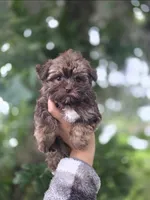 Bella-teacup morkie Girl ready today! ❤️🐾, a female Yorkshire Terrier and Morkie for sale in Ocala, FL – 10 of 10