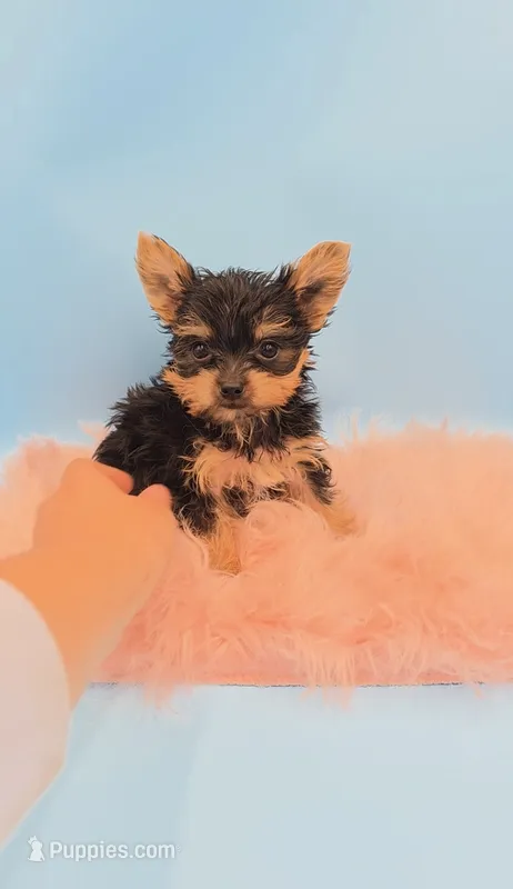 Bear 🐻🐾🧸 teacup yorkie- AKC - Health cleared  – Yorkshire Terrier puppy for sale in Ocala, FL