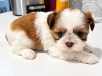 ButterCup-Imperial Schih-tzu, a female Shih Tzu for sale in Ocala, FL – 2 of 5