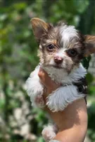 Teacup yorkie-Clye, a male Yorkshire Terrier for sale in Ocala, FL – 8 of 10