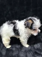 Max , a male Yorkshire Terrier and Morkie for sale in Ocala, FL – 4 of 9