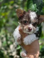 Teacup yorkie-Clye, a male Yorkshire Terrier for sale in Ocala, FL – 6 of 10