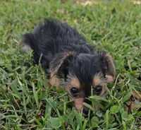Claire Bear, a female Yorkshire Terrier for sale in Ocala, FL – 4 of 6