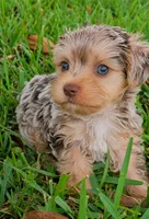Bailey-toy yorkie, a female Yorkshire Terrier for sale in Ocala, FL – 1 of 5