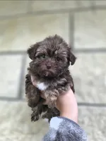 Bella-teacup morkie Girl ready today! ❤️🐾, a female Yorkshire Terrier and Morkie for sale in Ocala, FL – 4 of 10