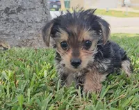 Baby girl, a female Yorkshire Terrier for sale in Ocala, FL – 3 of 5