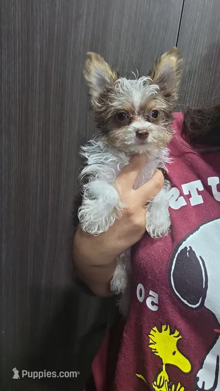 Teacup yorkie-Clye – Yorkshire Terrier puppy for sale in Ocala, FL