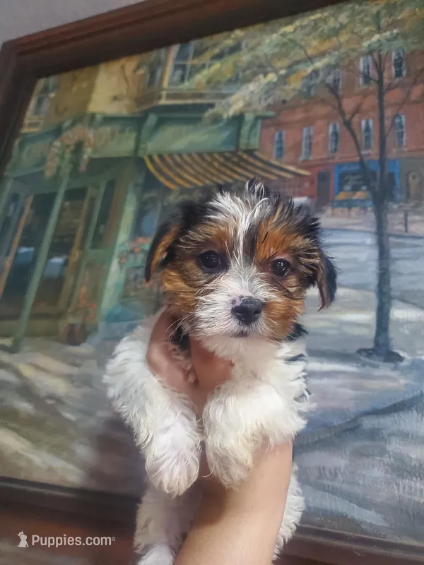 Sweet Toy Morkie Girl