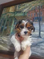 Sweet Toy Morkie Girl, a female Yorkshire Terrier and Morkie for sale in Ocala, FL – Photo 1 of 3