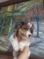 Sweet Toy Morkie Girl, a female Yorkshire Terrier and Morkie for sale in Ocala, FL – Photo 2 of 3