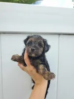 Yorkiepoo pups, a female Yorkshire Terrier and Poodle - Toy  for sale in Ocala, FL – Photo 2 of 7