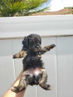 Yorkiepoo pups, a female Yorkshire Terrier and Poodle - Toy  for sale in Ocala, FL – Photo 7 of 7