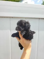 Yorkiepoo pups, a female Yorkshire Terrier and Poodle - Toy  for sale in Ocala, FL – Photo 5 of 7