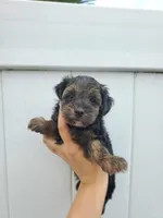 Yorkiepoo pups, a female Yorkshire Terrier and Poodle - Toy  for sale in Ocala, FL – Photo 1 of 7