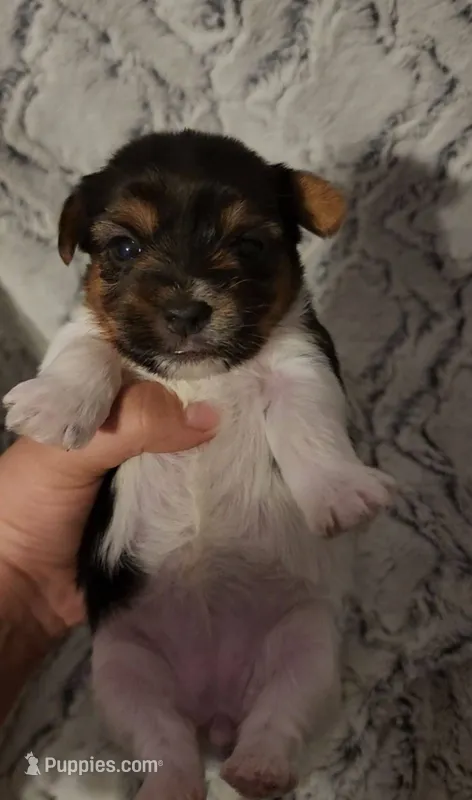 Parti-Yorkie-Traditional Size