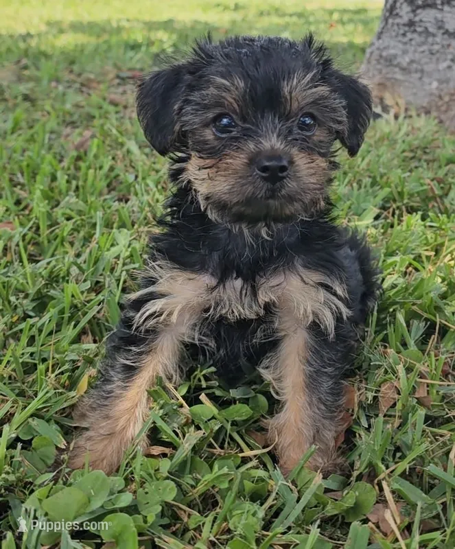 Chewy – Yorkshire Terrier puppy for sale in Ocala, FL