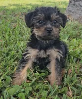 Chewy, a male Yorkshire Terrier for sale in Ocala, FL – 1 of 5