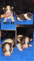 Clye, a male Yorkshire Terrier for sale in Ocala, FL – 5 of 5