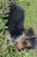 Claire Bear, a female Yorkshire Terrier for sale in Ocala, FL – 6 of 6