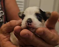 Panda, a male Yorkshire Terrier and Morkie for sale in Ocala, FL – 5 of 7