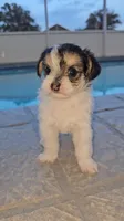 MaeMae, a female Yorkshire Terrier and Morkie for sale in Ocala, FL – 1 of 6