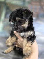 Teddy 🧸 , a male Yorkshire Terrier and Morkie for sale in Ocala, FL – 3 of 8