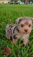 Bailey-toy yorkie, a female Yorkshire Terrier for sale in Ocala, FL – 5 of 5