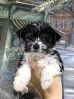 Cooper , a male Yorkshire Terrier and Morkie for sale in Ocala, FL – 2 of 9