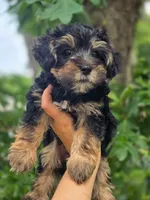 Boo Bear, a male Maltese and Yorkshire Terrier for sale in Ocala, FL – 2 of 10