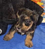 Charlie, a male Yorkshire Terrier for sale in Ocala, FL – 3 of 5