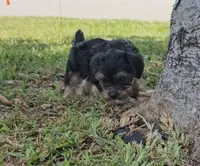 Chewy, a male Yorkshire Terrier for sale in Ocala, FL – 4 of 5