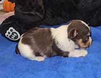 Clye, a male Yorkshire Terrier for sale in Ocala, FL – 4 of 5