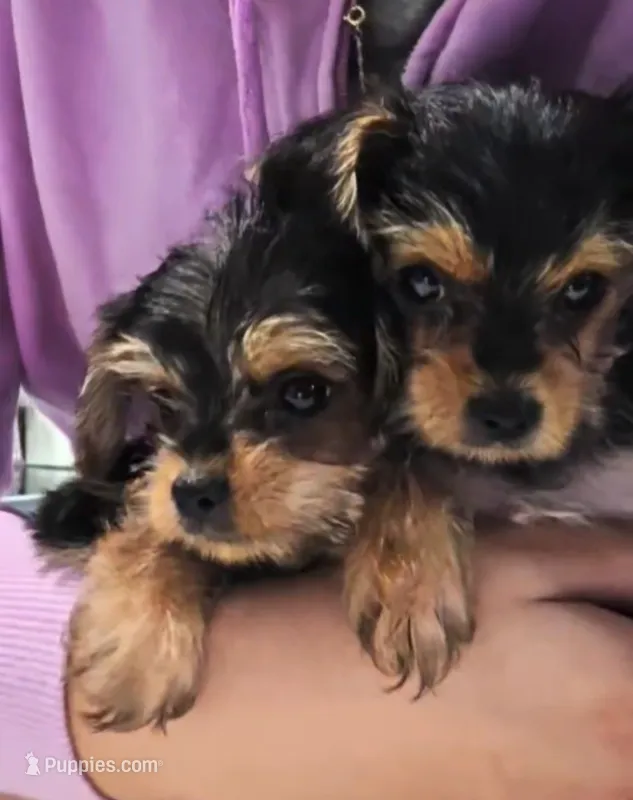 Claire Bear – Yorkshire Terrier puppy for sale in Ocala, FL