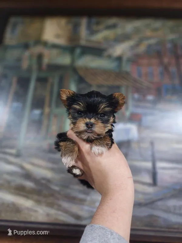 TEACUP-FULL AKC-Health Tested