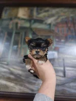 TEACUP-FULL AKC-Health Tested, a male Yorkshire Terrier for sale in Ocala, FL – Photo 1 of 10