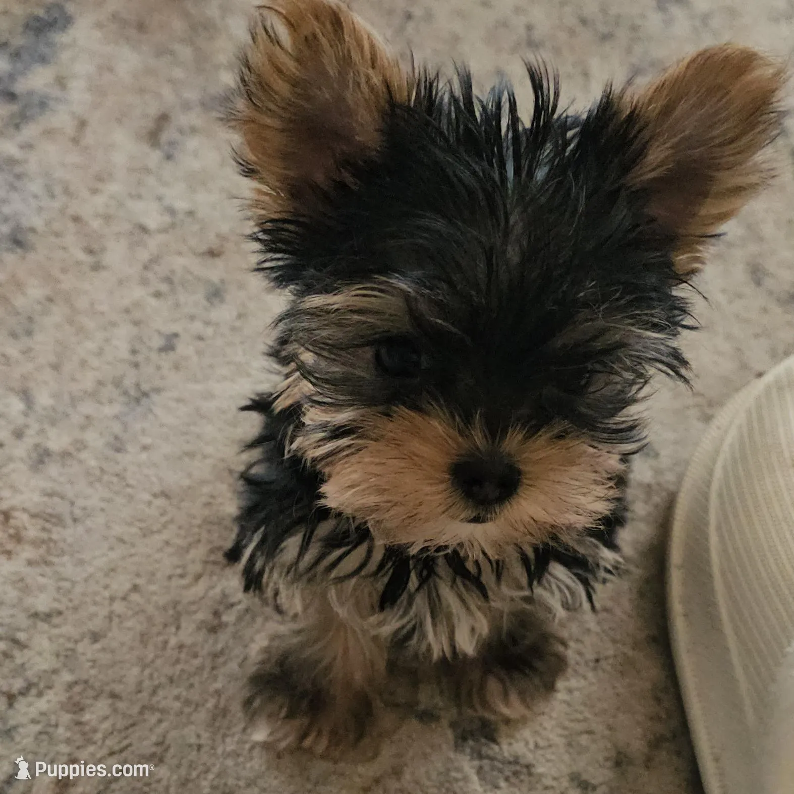True Teacup-2-2.5 lbs as an adult-FULL AKC, a male Yorkshire Terrier for sale in Ocala, FL – Photo 3 of 10