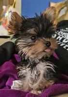 True Teacup-2-2.5 lbs as an adult-FULL AKC, a male Yorkshire Terrier for sale in Ocala, FL – Photo 5 of 10