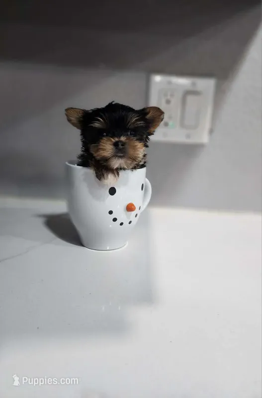 TEACUP-FULL AKC-Health Tested