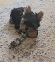 True Teacup-2-2.5 lbs as an adult-FULL AKC, a male Yorkshire Terrier for sale in Ocala, FL – Photo 4 of 10