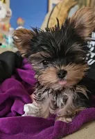 True Teacup-2-2.5 lbs as an adult-FULL AKC, a male Yorkshire Terrier for sale in Ocala, FL – Photo 2 of 10