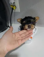 TEACUP-FULL AKC-Health Tested, a male Yorkshire Terrier for sale in Ocala, FL – Photo 8 of 10