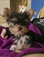 True Teacup-2-2.5 lbs as an adult-FULL AKC, a male Yorkshire Terrier for sale in Ocala, FL – Photo 1 of 10