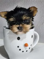 TEACUP-FULL AKC-Health Tested, a male Yorkshire Terrier for sale in Ocala, FL – Photo 6 of 10