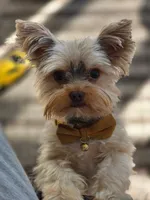 TEACUP-FULL AKC-Health Tested, a male Yorkshire Terrier for sale in Ocala, FL – Photo 9 of 10